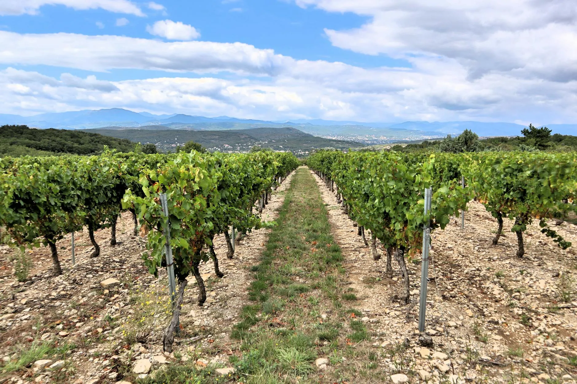 The Châteauneuf-du-Pape vineyard and its rolled pebbles
