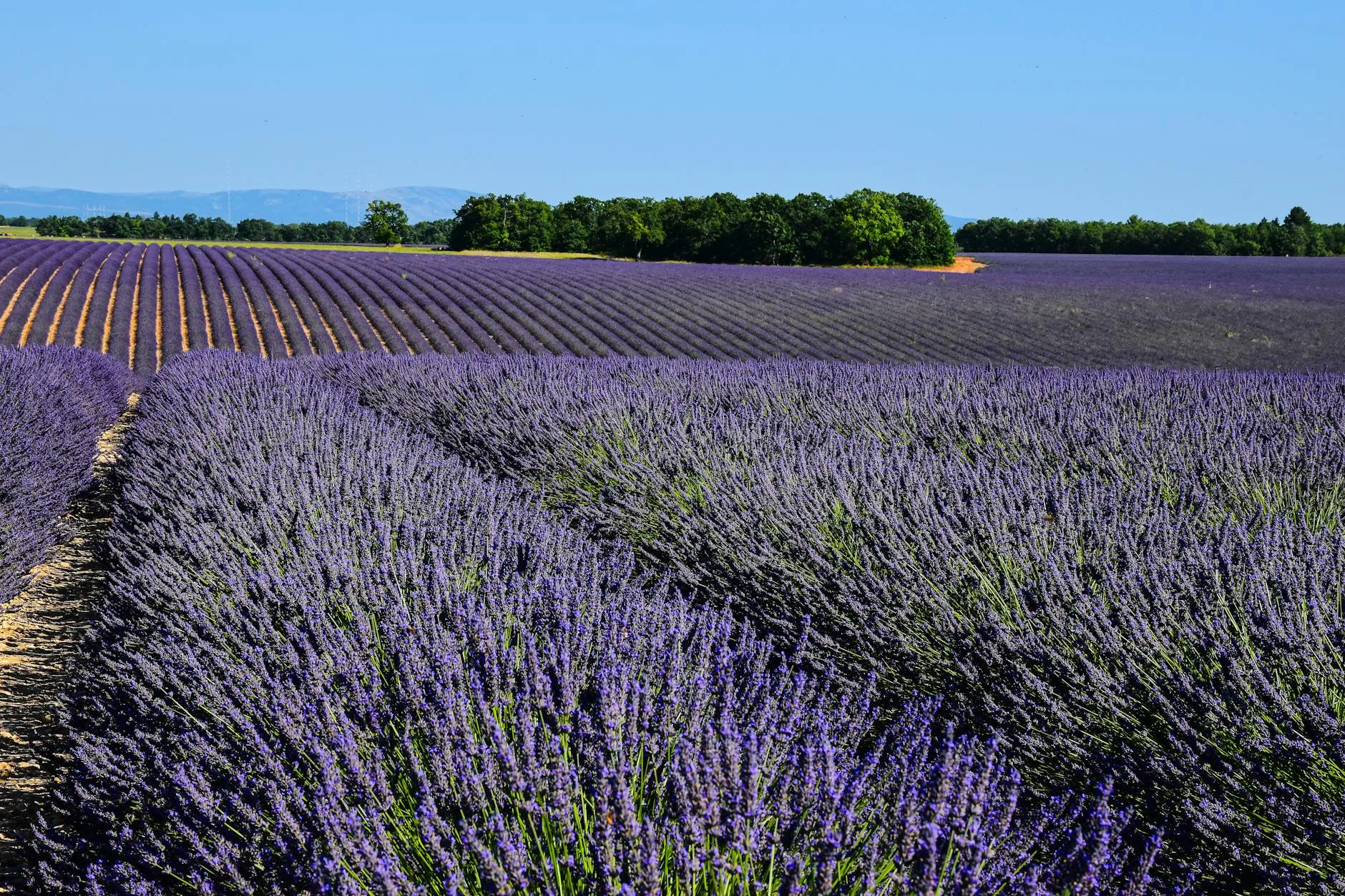 Sault Plateau