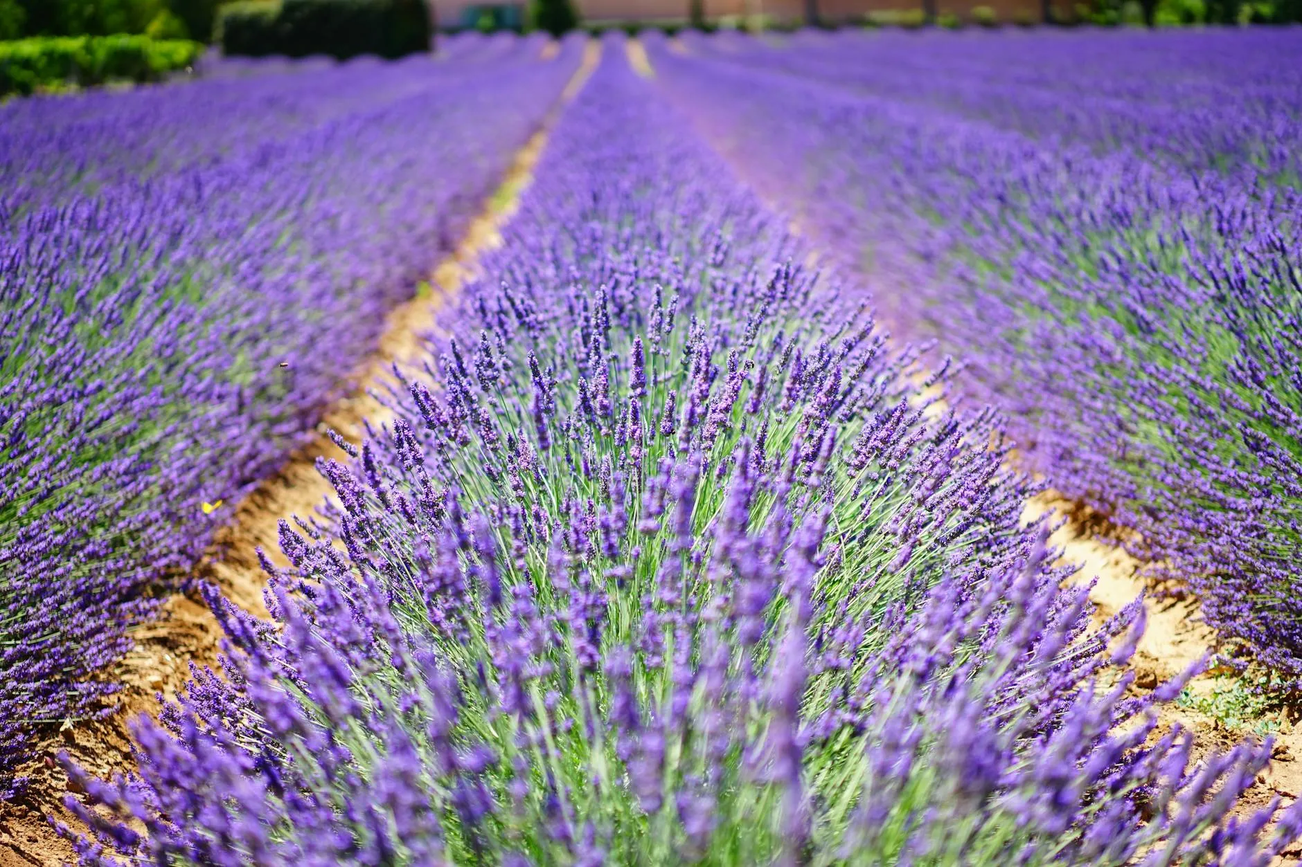 Champ de lavande en fleur dans le Luberon