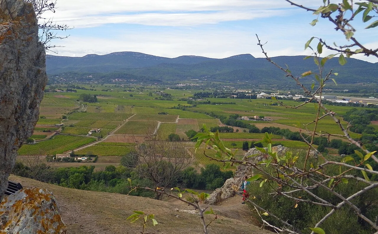 Provençal vineyard in late summer with golden light and rows of vines ready for harvest
