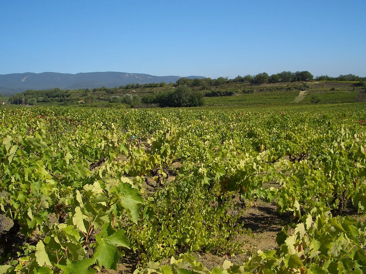 Vignoble provençal en septembre avec lumière dorée d'arrière-saison et rangées de vignes