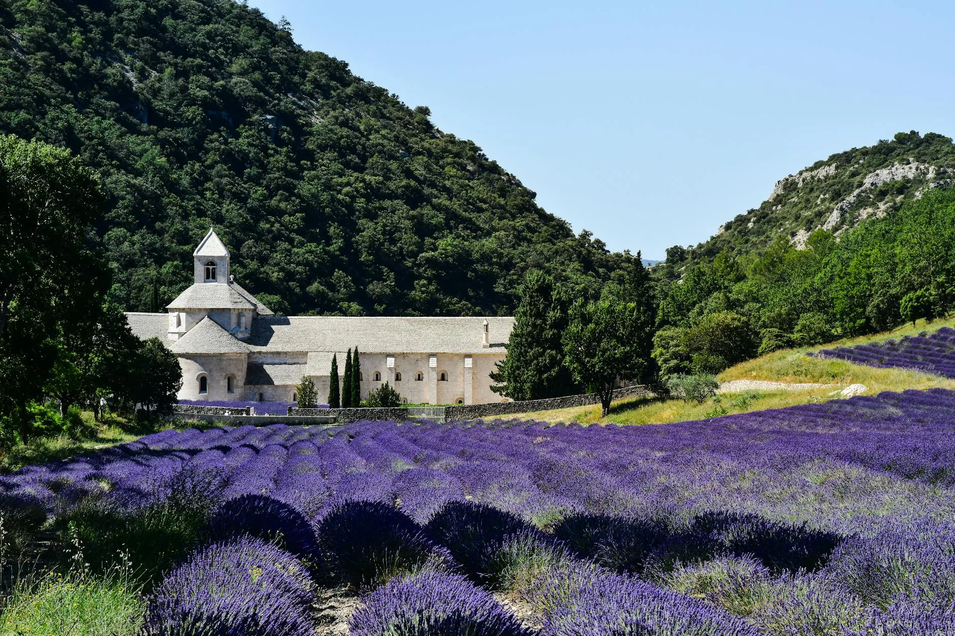 Lavender field in front of Sénanque abbey